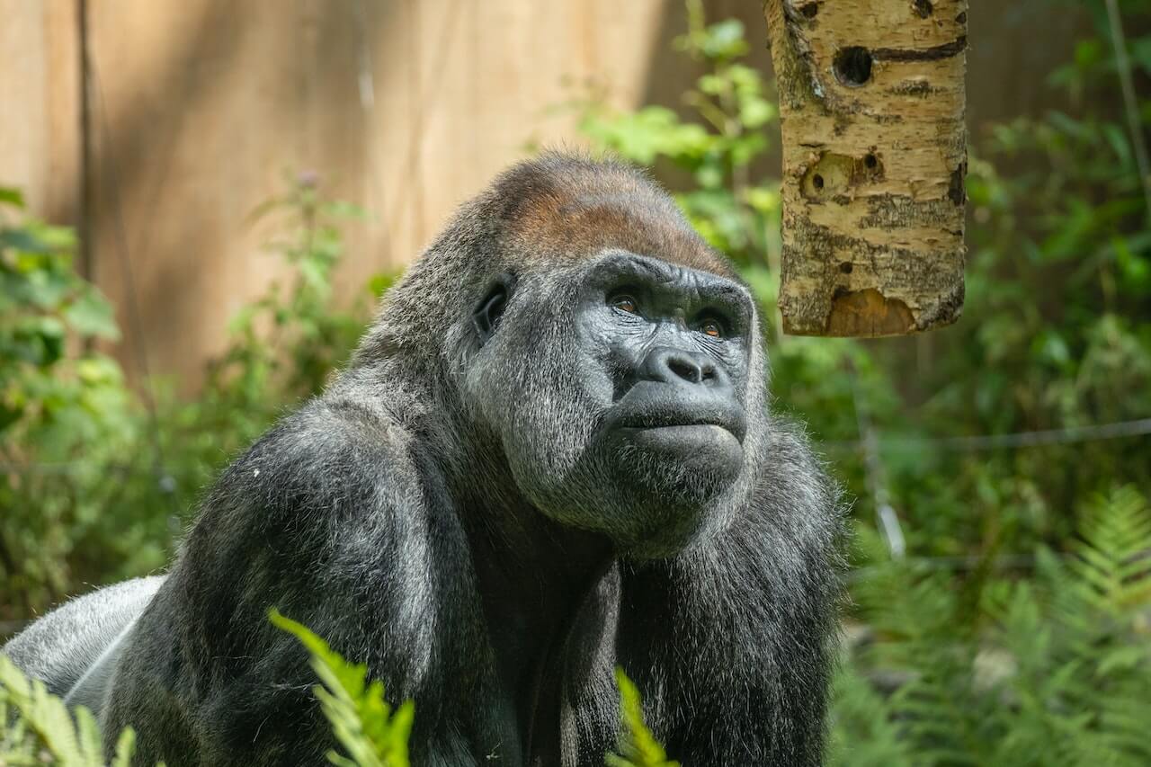 Bwindi Gorilla Safari