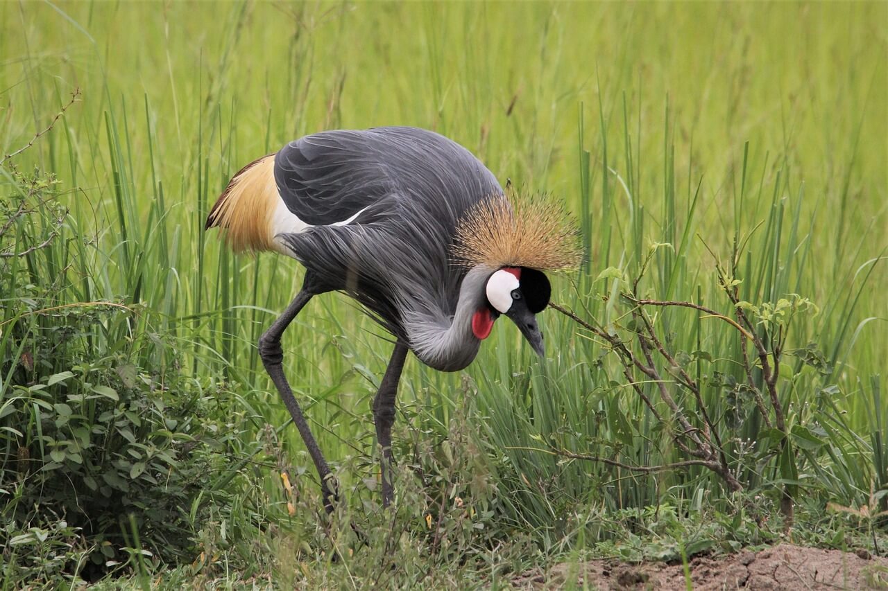 Uganda Birding Safari and Wildlife Tour