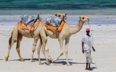 camel rides- mombasa