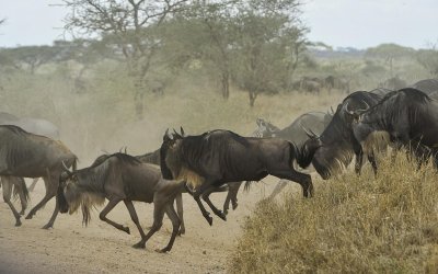 wildebeests-migration
