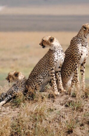 Day-4_Serengeti-National-Park