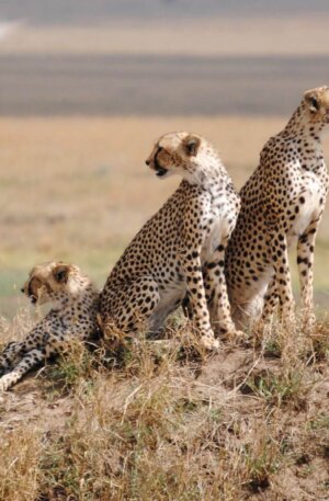 Day-4_Serengeti-National-Park Day-4_Serengeti-National-Park