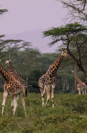 giraffes-2685352_1920