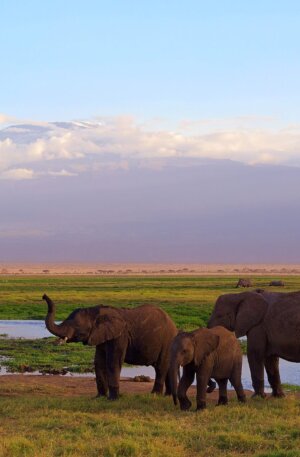 kenya kenya