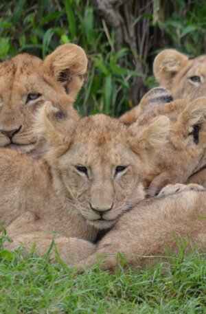 lions lions