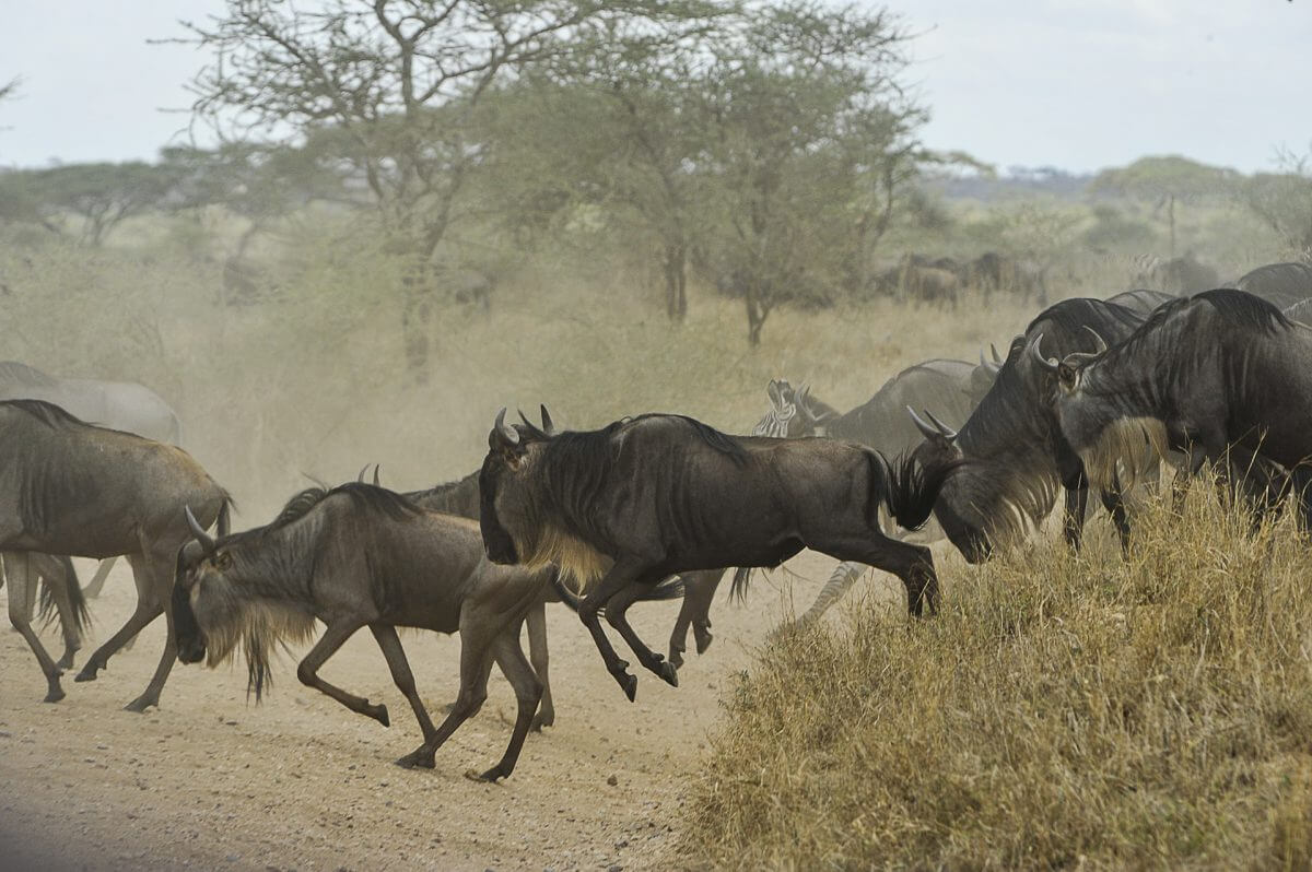 6 Day Kenya Great Migration Safari