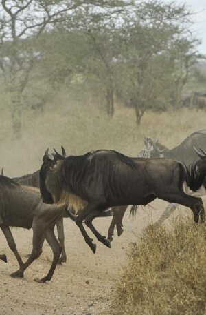 wildebeests-migration wildebeests-migration