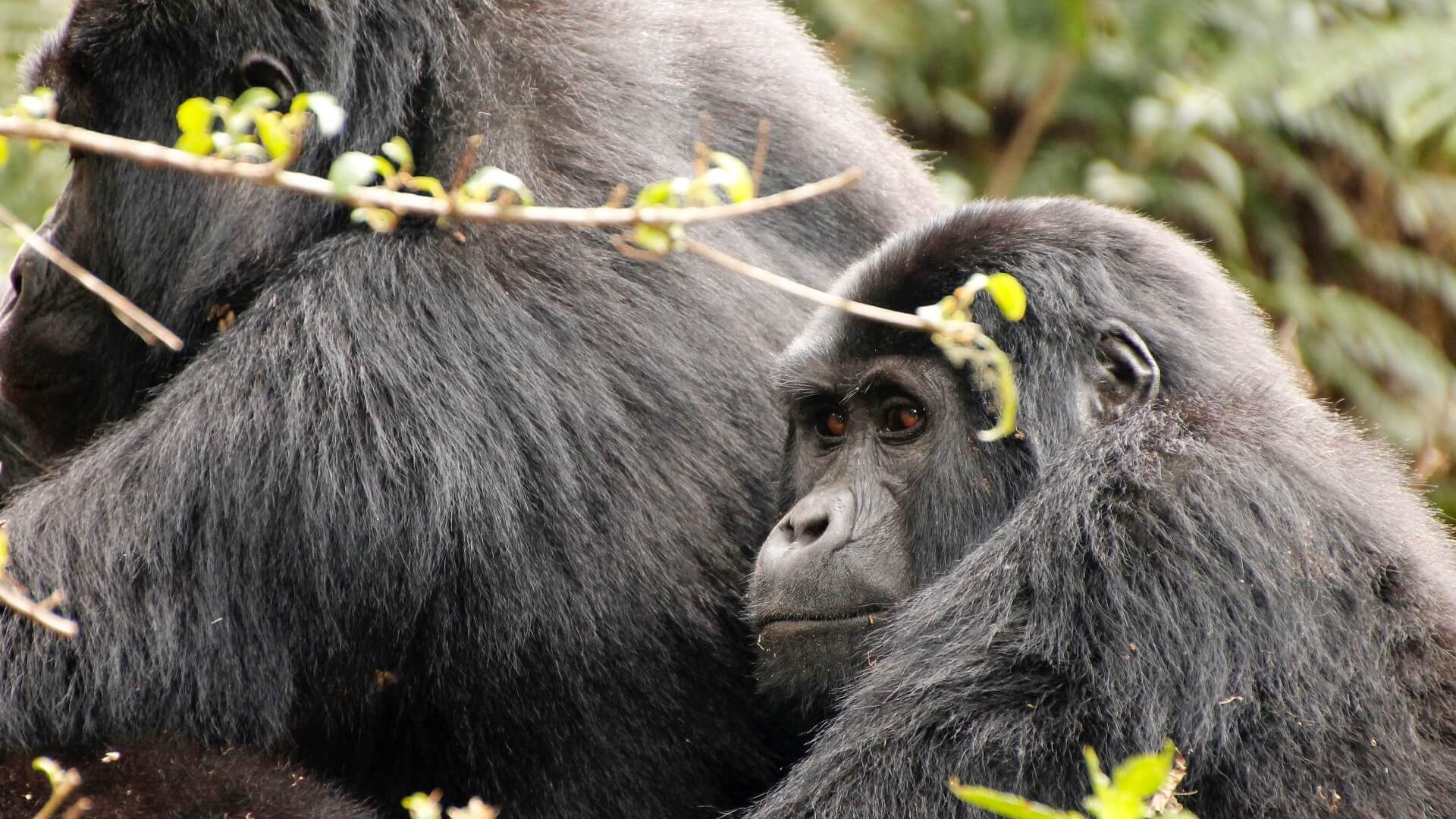 Uganda / Rwanda Safari
