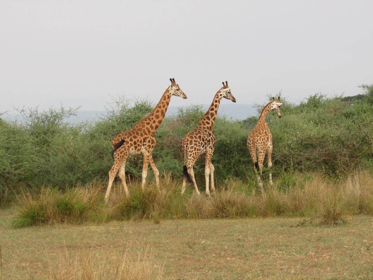 7 Days Uganda Safari