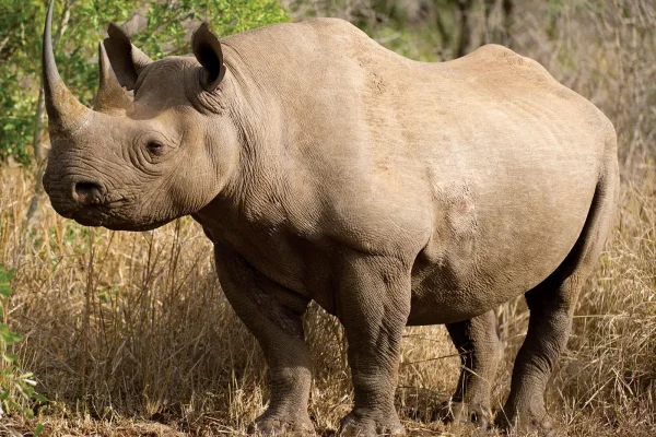 Kavango-Zambezi-Transfrontier-Conservation-Area-rhino-species-March-2012
